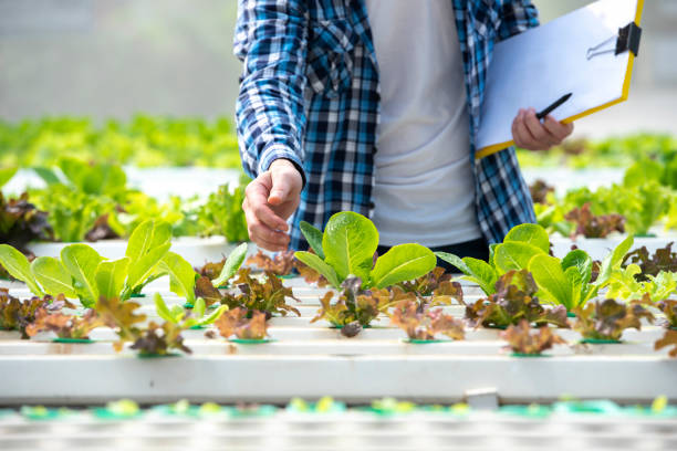 aquaponics-system-better-energy-solutions